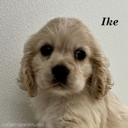 puppy, for, sale, Cocker Spaniel, Joe & Cherri  Overlease, dog, breeder, Miller, MO, dog-breeder, puppy-for-sale, forsale, nearby, find, puppyfind, locator, puppylocator, aca